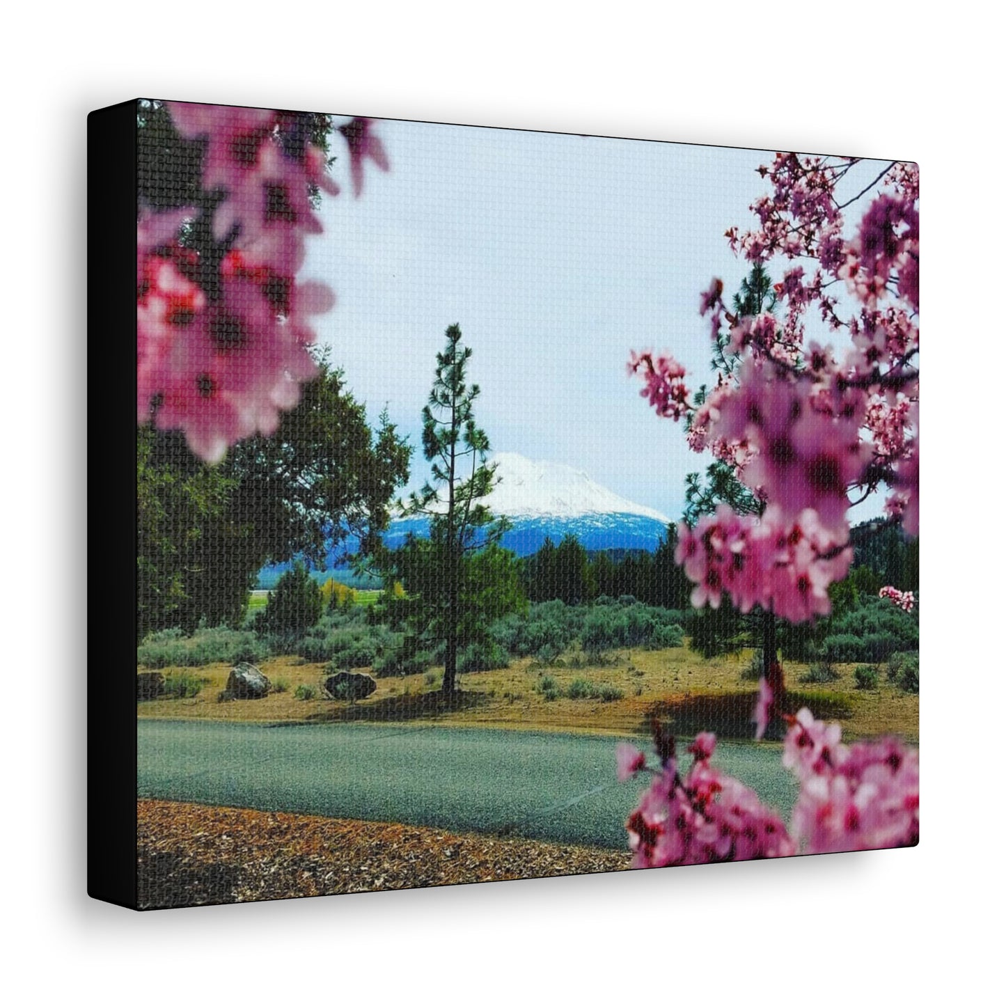Mount Shasta Spring Blossoms Canvas Gallery Wrap