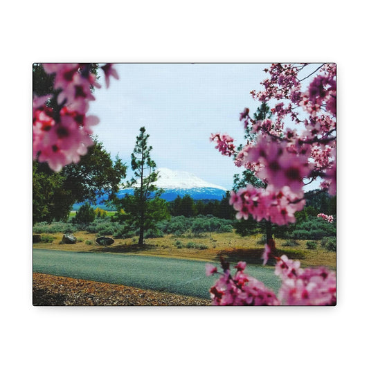 Mount Shasta Spring Blossoms Canvas Gallery Wrap